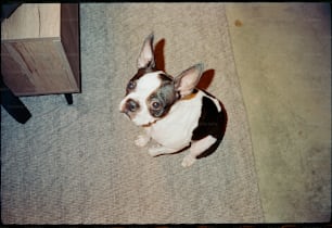 a small black and white dog sitting on the floor