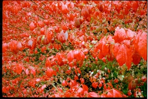 緑の葉を持つ赤い花の畑