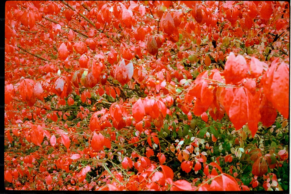 a field of red flowers with green leaves