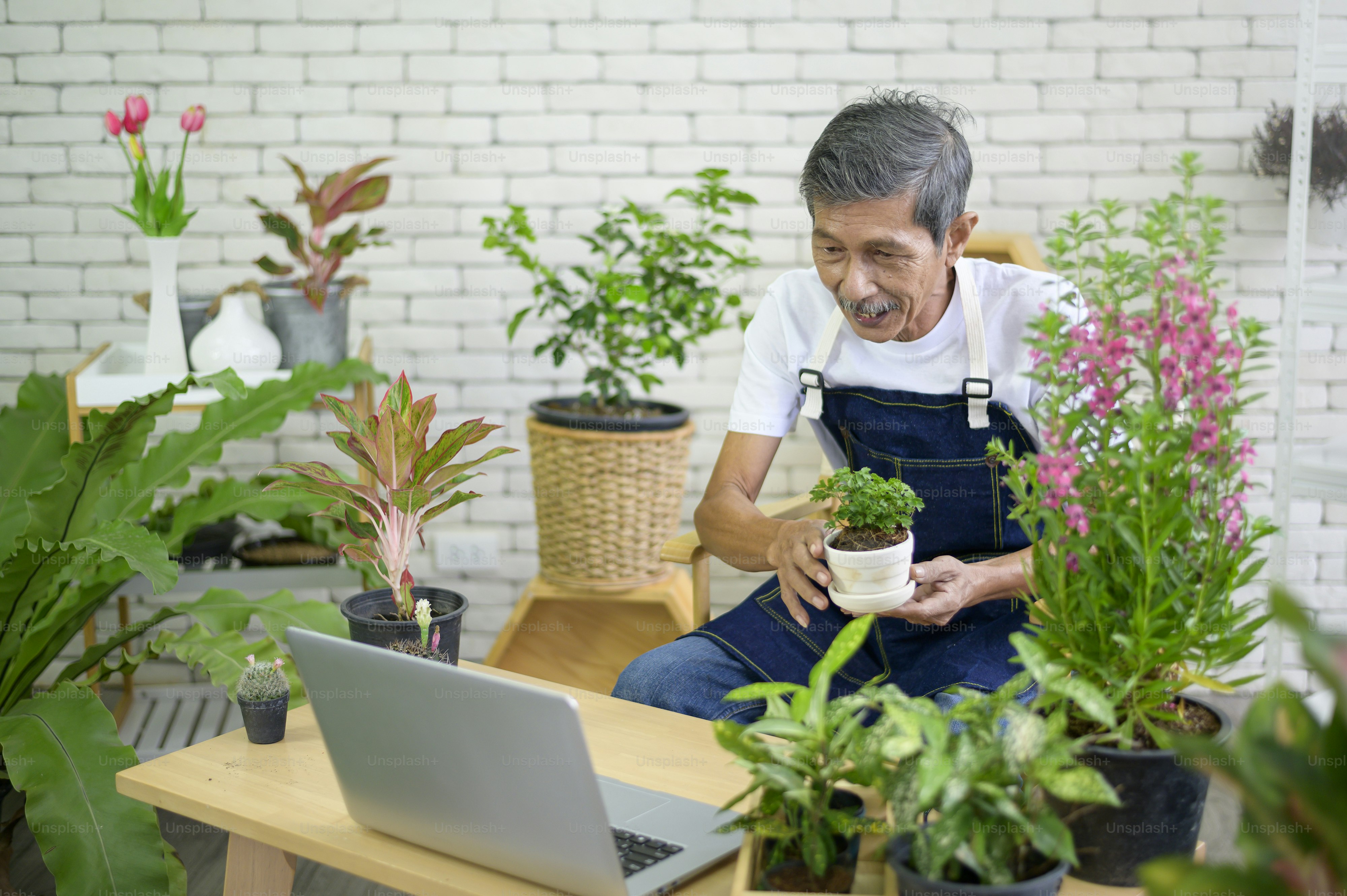 Senior man entrepreneur working with laptop presents houseplants during online live stream at home, selling online concept