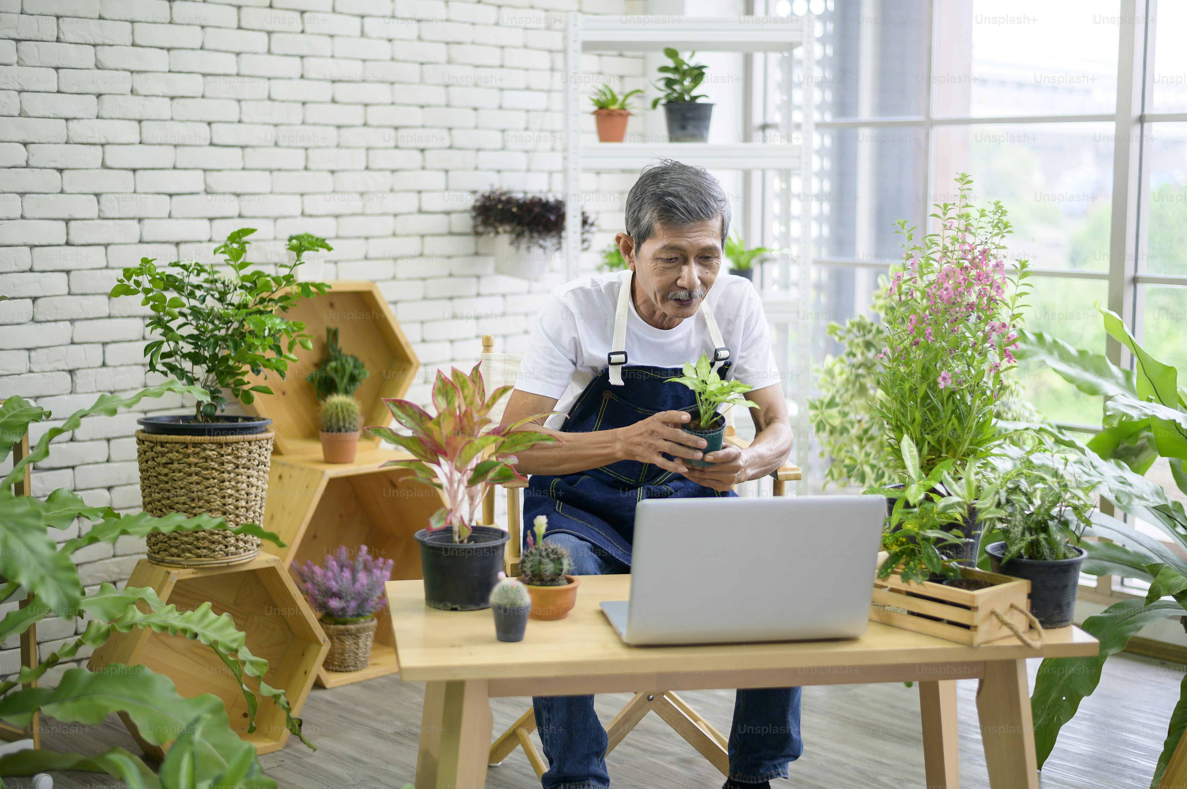 Senior man entrepreneur working with laptop presents houseplants during online live stream at home, selling online concept