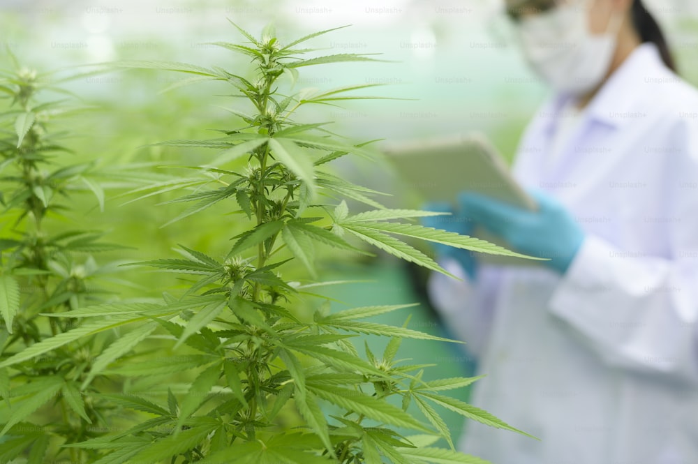 Konzept der Cannabisplantage für Medizin, ein Wissenschaftler, der Tablets verwendet, um Daten über Cannabis Sativa Indoor-Farm zu sammeln