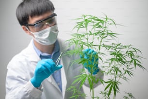 Uno scienziato sta tagliando la cannabis sativa alla pianificazione, concetto di medicina alternativa