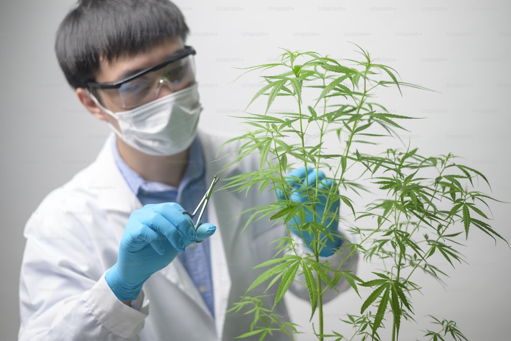 Ein Wissenschaftler trimmt Cannabis sativa auf Planung, alternatives Medizinkonzept