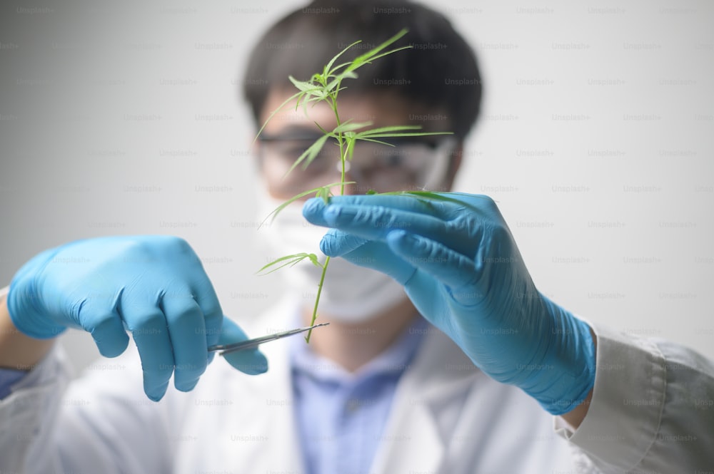 A Scientist is trimming cannabis sativa to planning ,  alternative medicine concept
