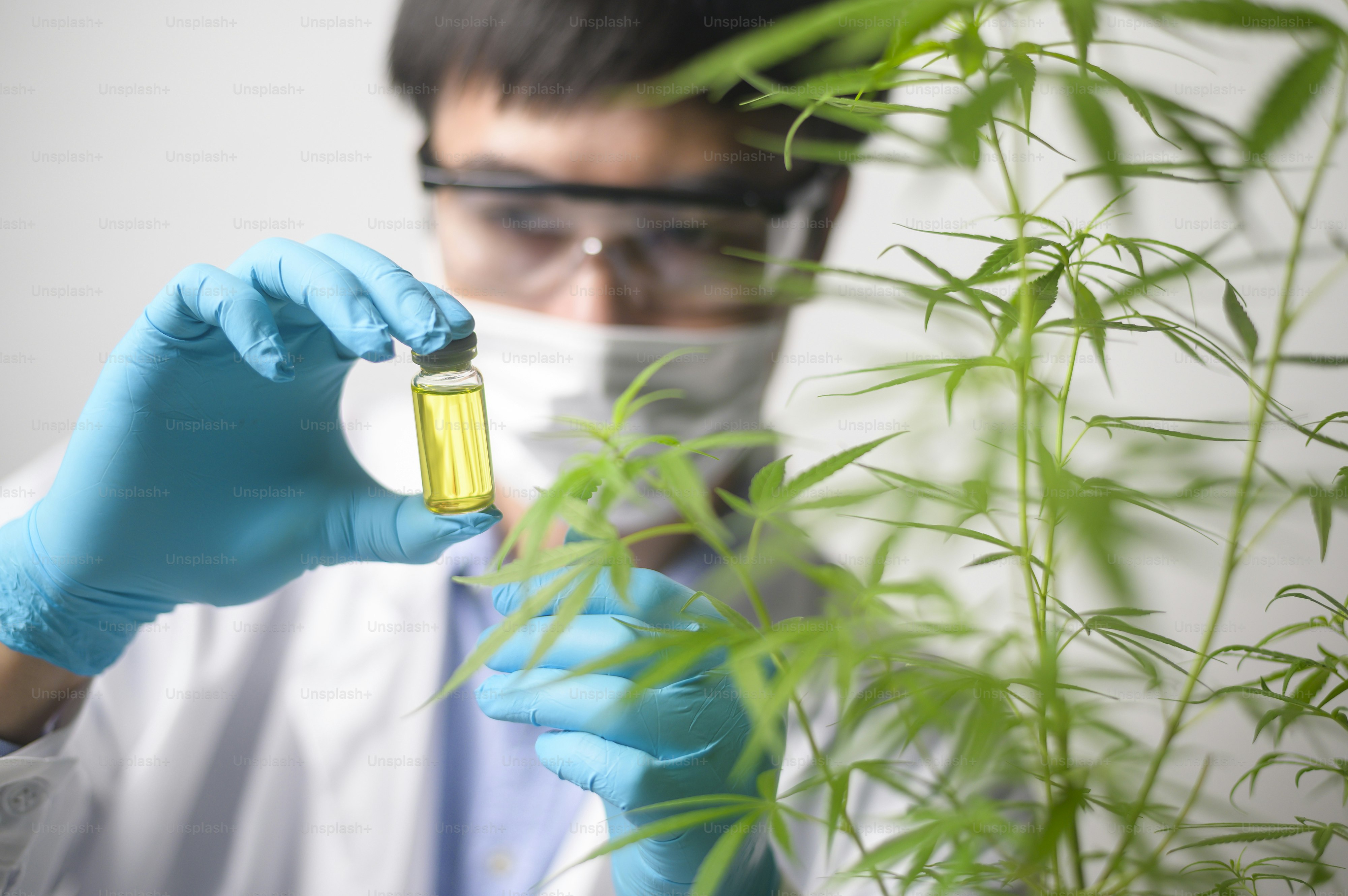A scientist is checking and analyzing a cannabis sativa experiment , hemp plant  for herbal pharmaceutical cbd oil in a laboratory