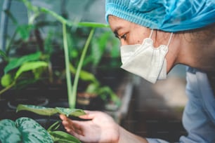 Científico de biología que trabaja para investigar una planta de crecimiento en invernadero agrícola, ciencia orgánica de la naturaleza, tecnología o biotecnología en laboratorio de botánica, personas que examinan vegetales para la industria alimentaria
