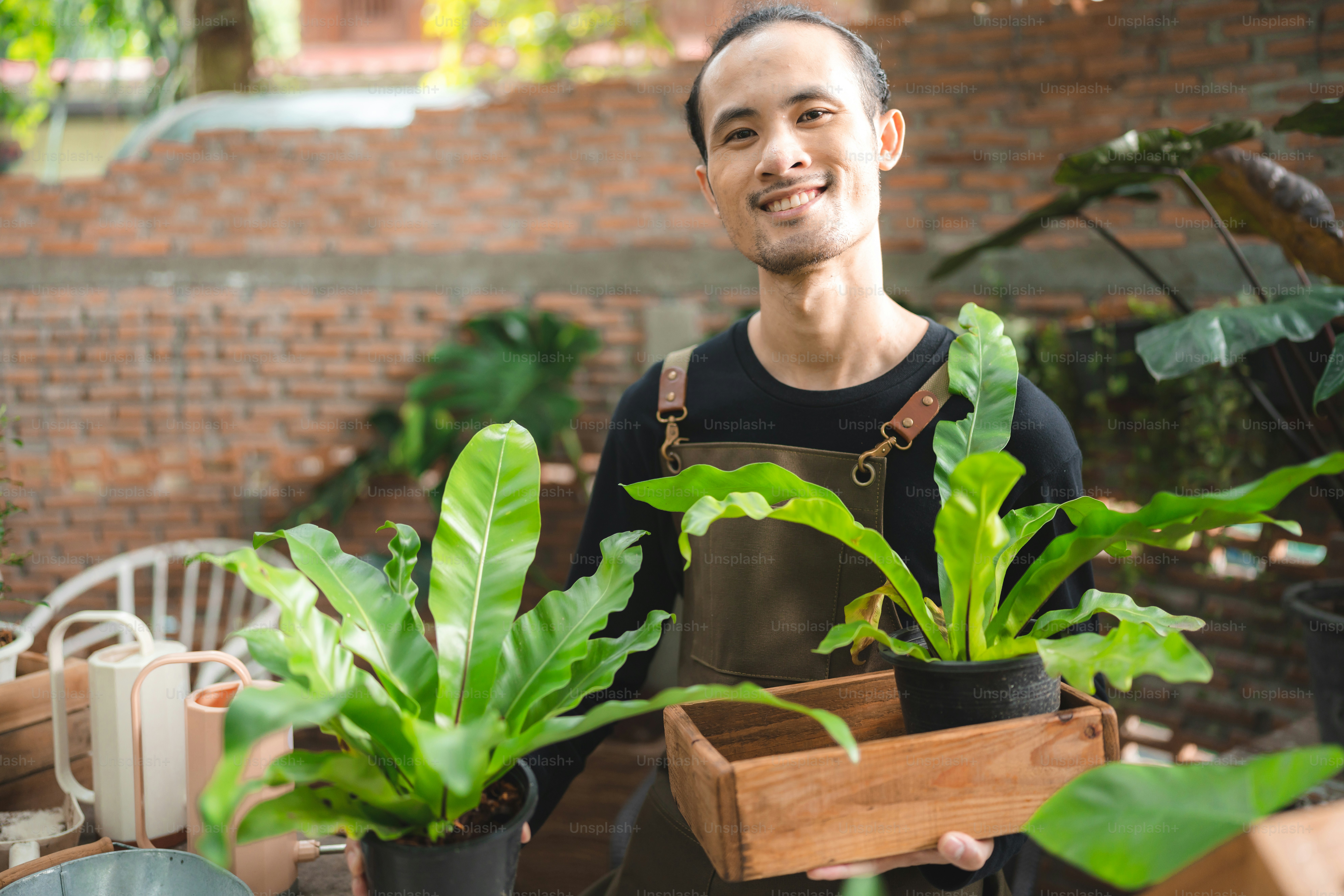 junger asiatischer Mann ist glücklich mit dem Anbau von Pflanzen in einem kleinen grünen Garten zu Hause, Hobby-Lebensstil mit grüner Natur in einem Haus, Blumenbaum im Topf zum botanischen Garten Landwirtschaft Anbau