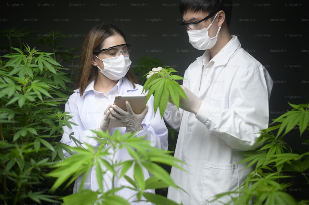 Concetto di piantagione di cannabis per uso medico, uno scienziato che tiene in mano una provetta e un computer portatile per l'analisi in una fattoria di cannabis