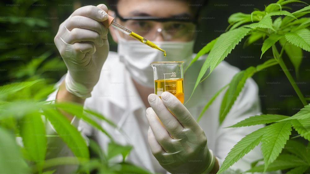 Un científico está comprobando y analizando un experimento de cannabis, sosteniendo un vaso de precipitados de aceite de cbd en un laboratorio