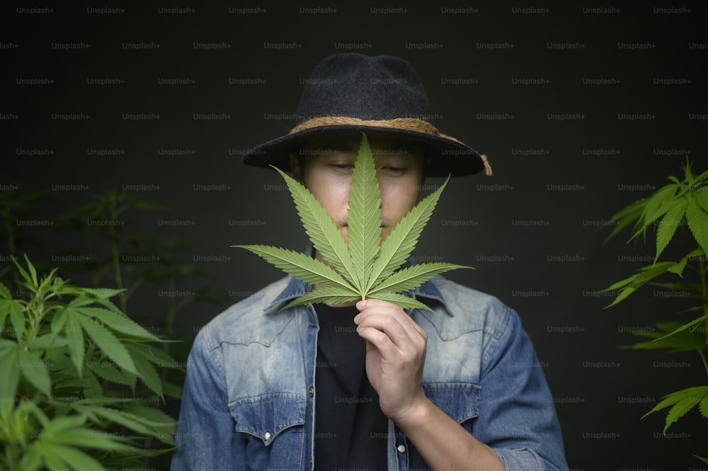 El agricultor tiene una hoja de cannabis, verifica y muestra en una granja legalizada.
