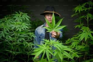 L'agricoltore tiene in mano una foglia di cannabis, controllando e mostrando in una fattoria legalizzata.