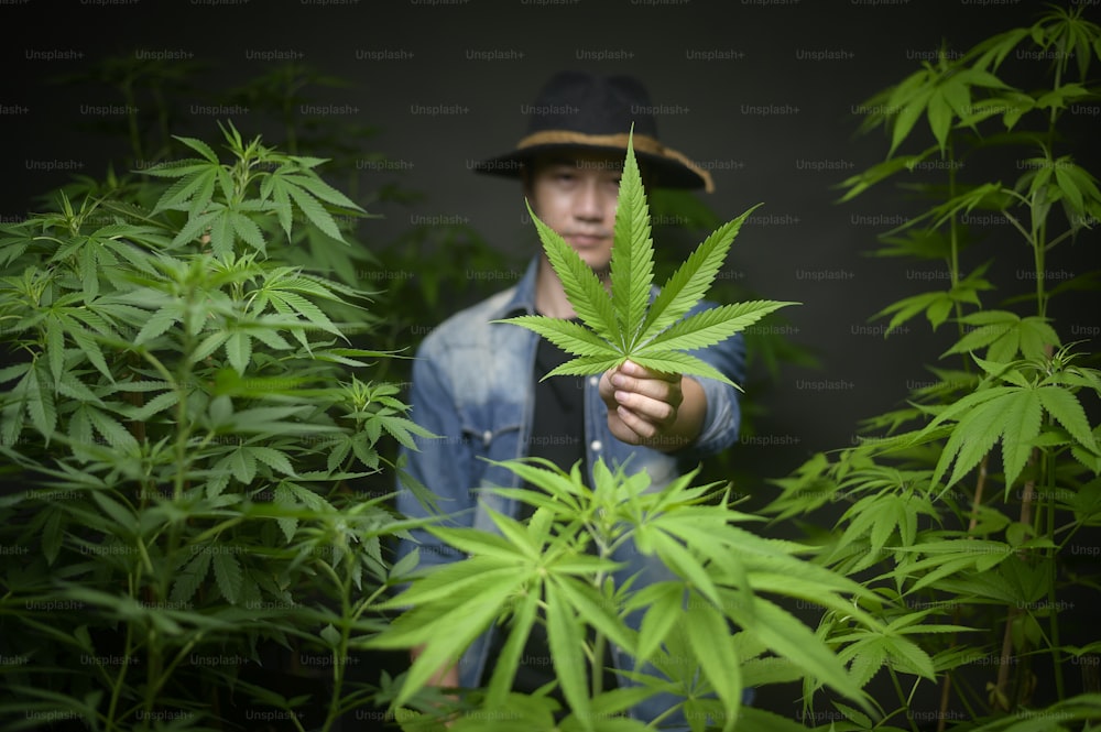 Farmer is holding cannabis leaf , checking and showing in legalized farm.