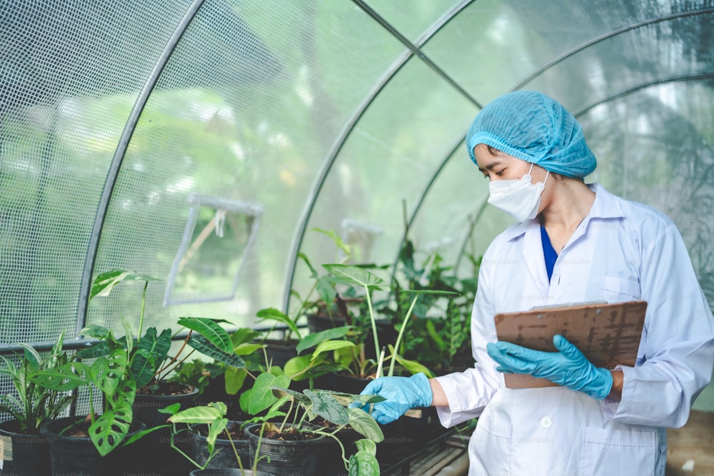 scientist research in agriculture of leaf plant in medicine laboratory greenhouse, hemp or herb bud living in nature farm for drug, organic flower garden growth for industry with botany science