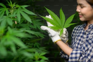 Farmer is holding cannabis leaf , checking and showing in legalized farm.