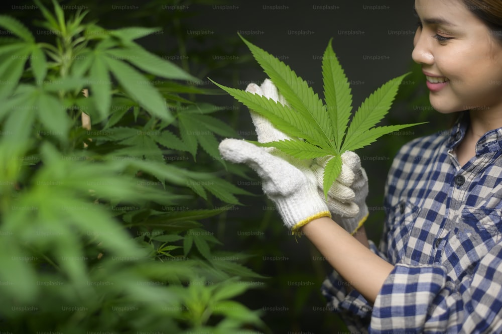 L’agriculteur tient une feuille de cannabis, vérifie et montre dans une ferme légalisée.