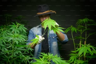 L'agricoltore sta tagliando o tagliando la parte superiore della cannabis in una fattoria legalizzata.