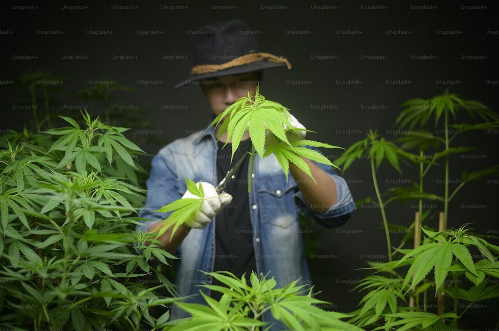 Un agricultor está recortando o cortando la parte superior del cannabis en una granja legalizada.