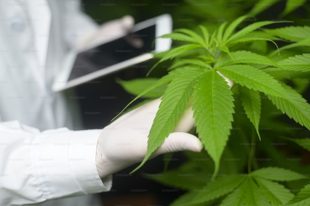 Concetto di piantagione di cannabis per uso medico, uno scienziato che utilizza un tablet per raccogliere dati su una fattoria indoor di cannabis sativa