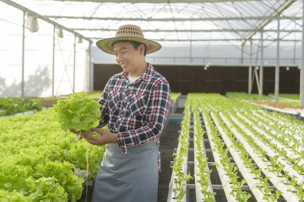 Glücklicher männlicher Landwirt in hydroponischer Gewächshausfarm, sauberem Essen und gesundem Ernährungskonzept