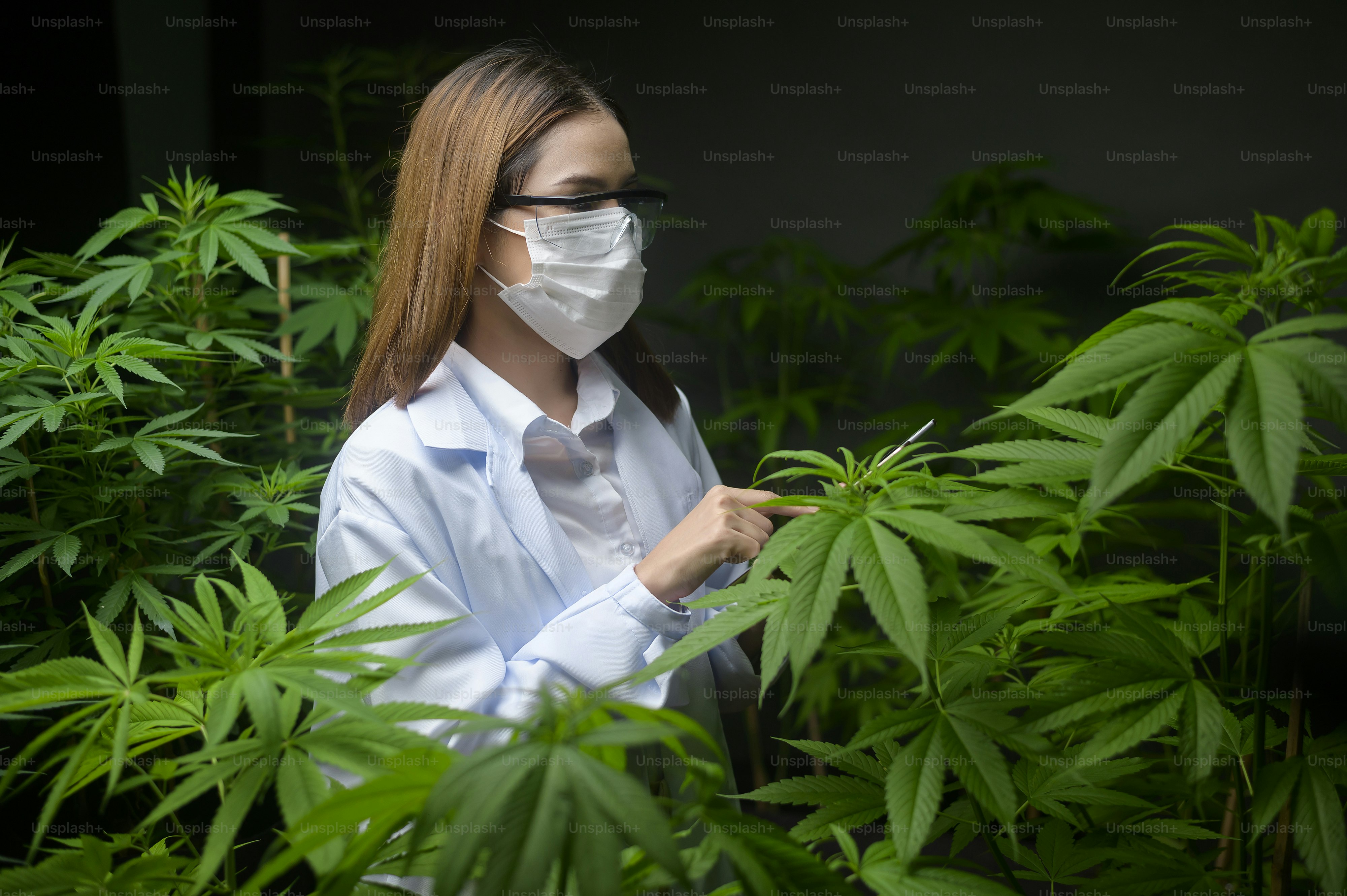 Concept of cannabis plantation for medical, a scientist using tablet to collect data on cannabis  indoor farm