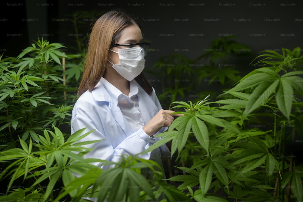 Konzept der Cannabisplantage für Medizin, ein Wissenschaftler, der Tablets verwendet, um Daten über Cannabis-Indoor-Farmen zu sammeln