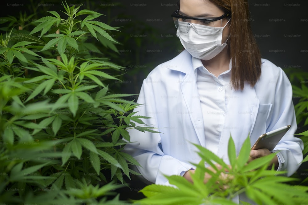 Concept de plantation de cannabis pour la médecine, un scientifique utilisant une tablette pour collecter des données sur une ferme intérieure de cannabis