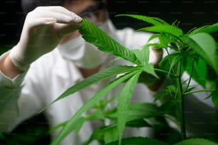 Lo scienziato sta controllando e analizzando le foglie di cannabis per l'esperimento, la pianta di canapa per l'olio di cbd farmaceutico a base di erbe in un laboratorio
