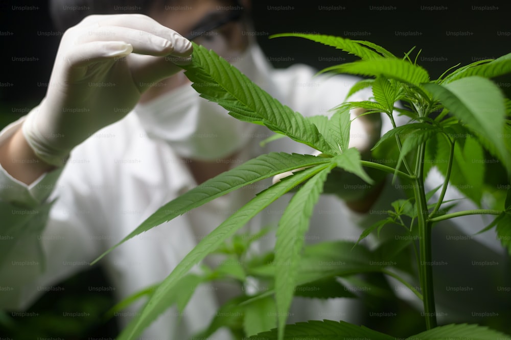 Wissenschaftler überprüft und analysiert Cannabisblätter für Experimente, Hanfpflanze für pflanzliches pharmazeutisches CBD-Öl in einem Labor