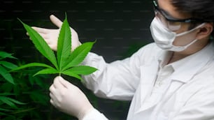 科学者は、実験室で実験用の大麻の葉、ハーブ医薬品のCBDオイル用の麻の植物をチェックおよび分析しています