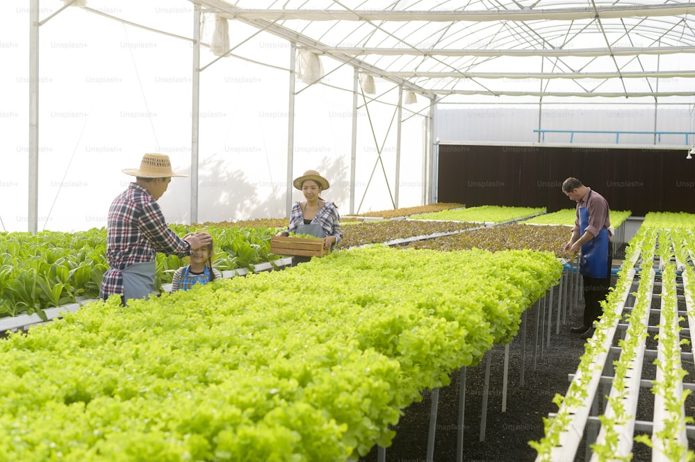 水耕栽培の温室農場、クリーンな食品、健康的な食事のコンセプトで働く幸せな農家の家族