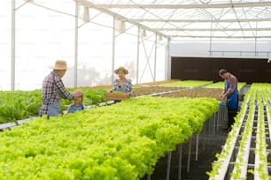 A happy farmer family working in hydroponic greenhouse farm, clean food and healthy eating concept