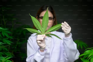 Scientist is checking and analyzing a cannabis leaves for experiment , hemp plant for herbal pharmaceutical cbd oil in a laboratory