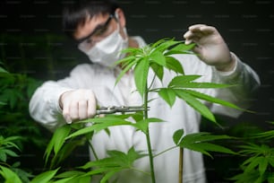 Un científico está recortando o recortando la parte superior del cannabis a la planificación, concepto de medicina alternativa