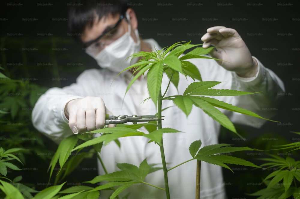 Lo scienziato sta tagliando o tagliando la parte superiore della cannabis per la pianificazione, il concetto di medicina alternativa