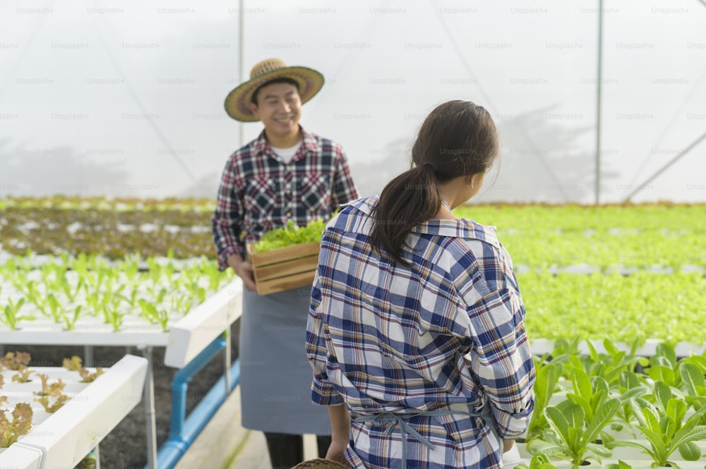 A happy farmer family working in hydroponic greenhouse farm, clean food and healthy eating concept