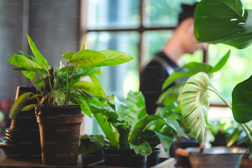 jeune homme asiatique sont heureux de cultiver une plante dans un petit jardin vert à la maison, un style de vie de passe-temps avec une nature verte dans une maison, un arbre à fleurs en pot pour la culture de l’agriculture de jardinage botanique