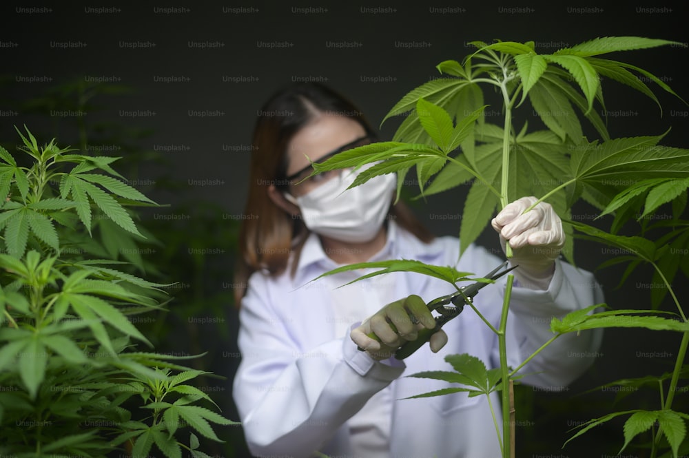 Un científico está recortando o recortando la parte superior del cannabis a la planificación, concepto de medicina alternativa