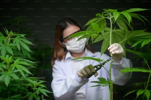 Scientist is trimming or cutting top of cannabis to planning , alternative medicine concept