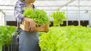 Una joven agricultora que trabaja en una granja de invernadero hidropónico, alimentos limpios y concepto de alimentación saludable