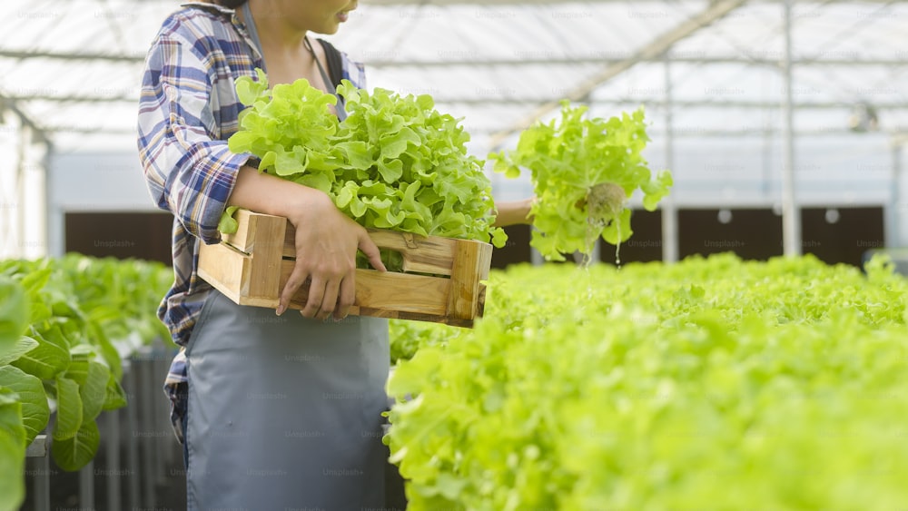 A young female farmer working in hydroponic greenhouse farm, clean food and healthy eating concept