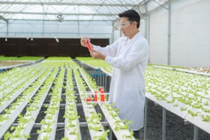 Scientist working in hydroponic greenhouse farm, clean food and food science concept