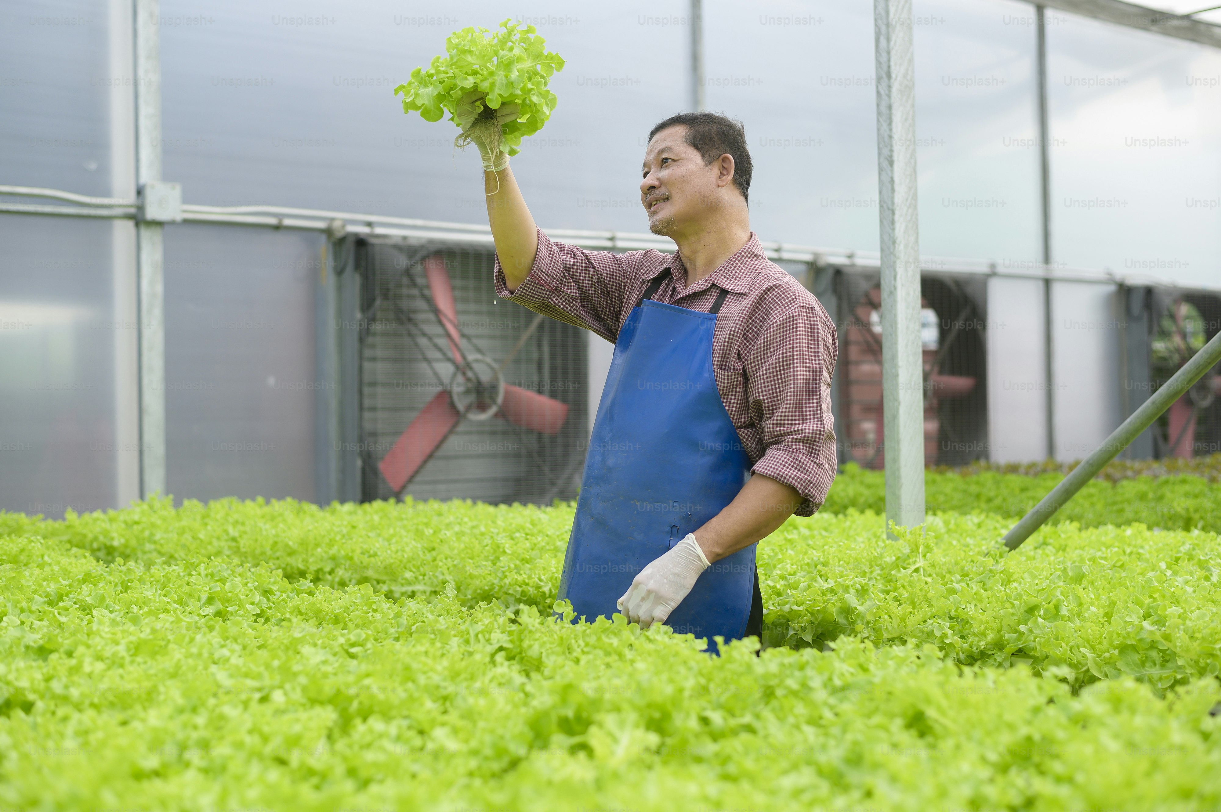 A young farmer couple working in hydroponic greenhouse farm, clean food ...