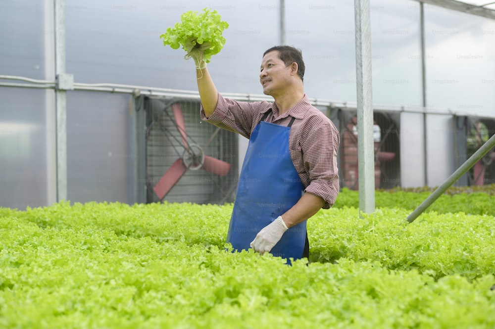 Un granjero mayor feliz que trabaja en una granja de invernadero hidropónico, alimentos limpios y un concepto de alimentación saludable