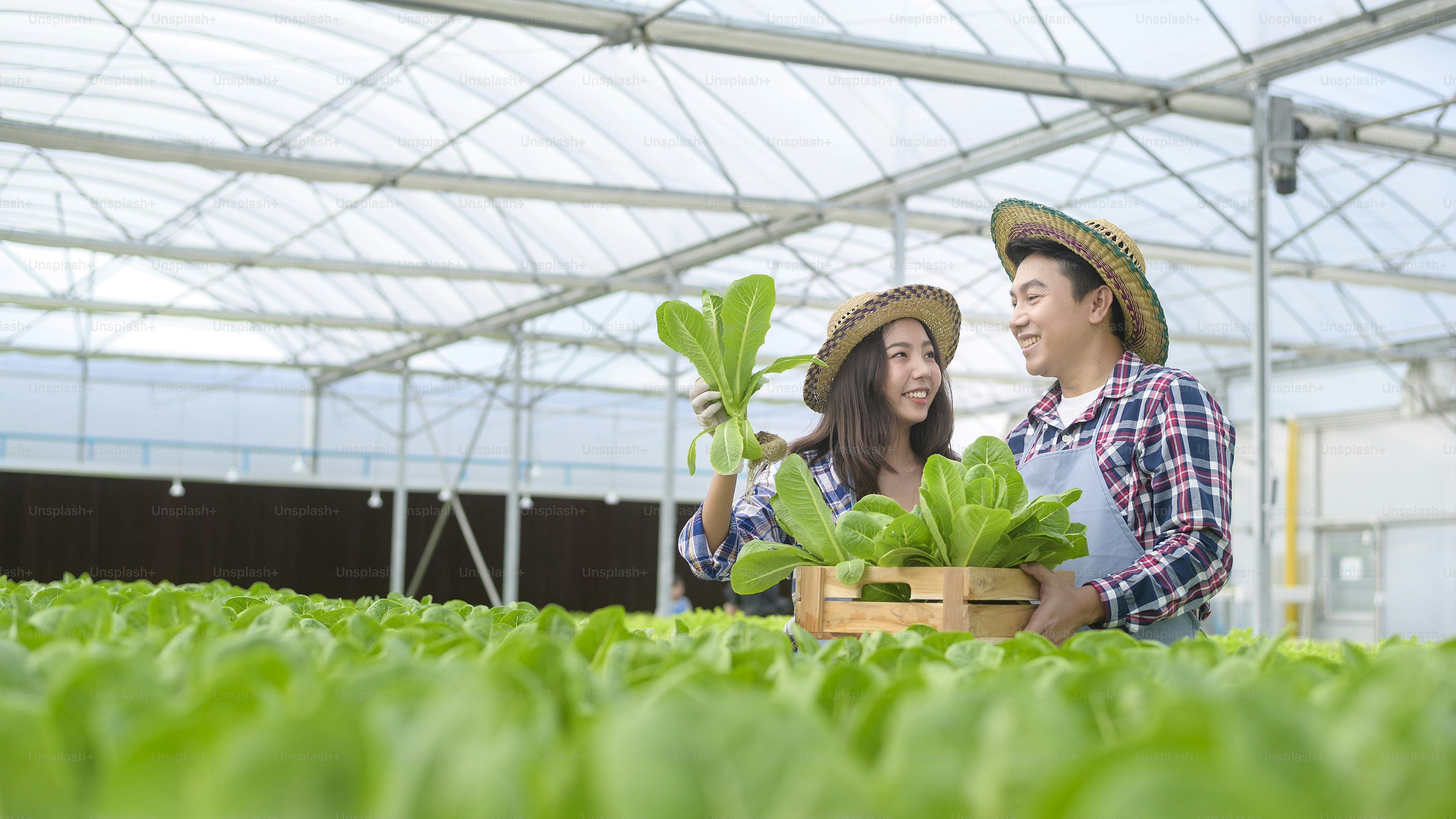 A happy farmer family working in hydroponic greenhouse farm, clean food ...