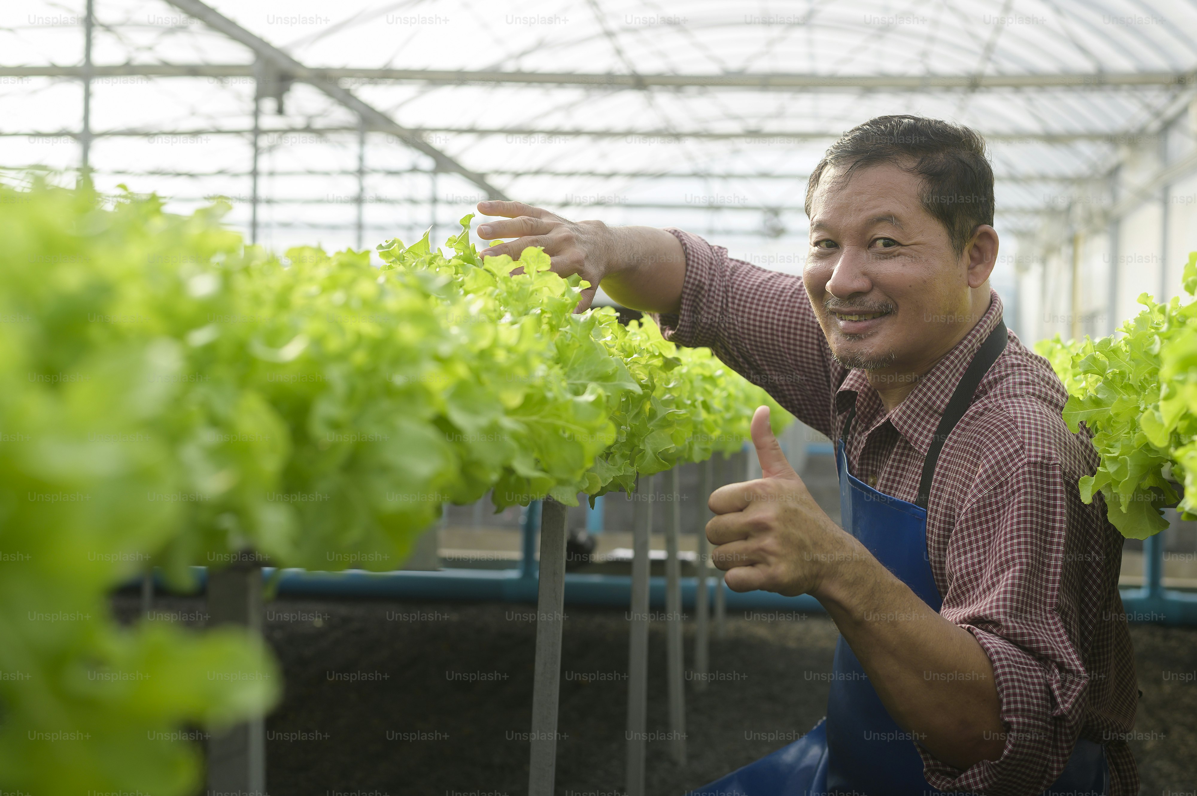 A happy senior farmer working in hydroponic greenhouse farm, clean food and healthy eating concept