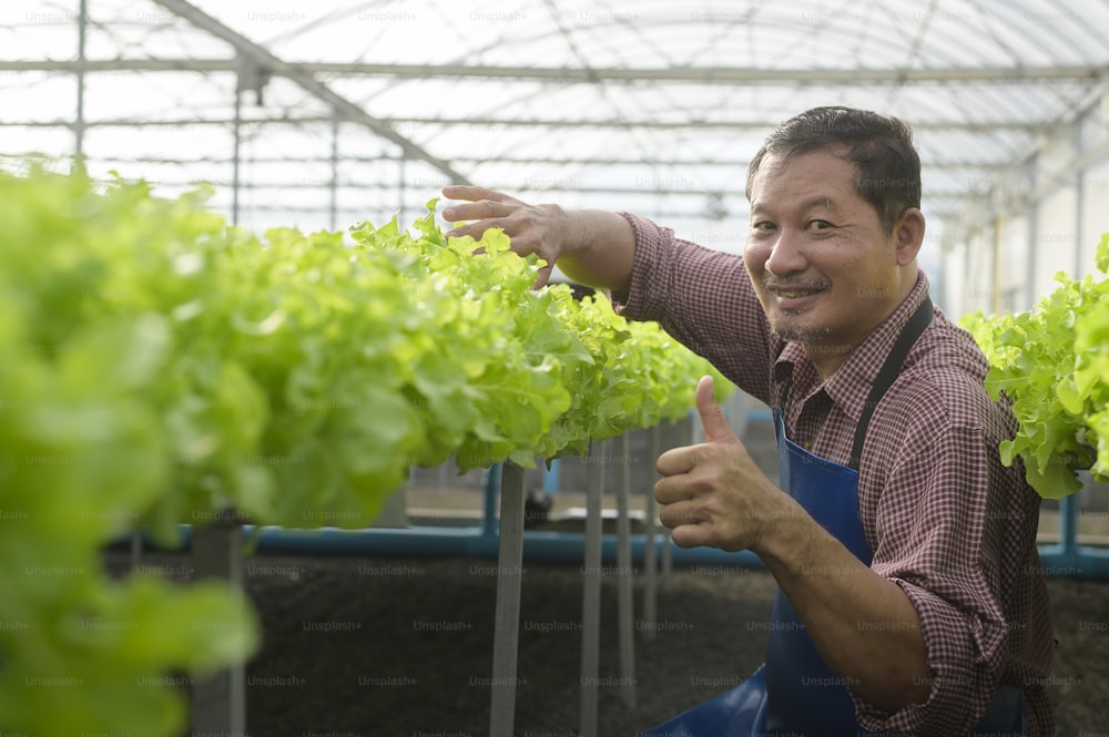 Ein glücklicher älterer Landwirt, der in einer hydroponischen Gewächshausfarm, sauberen Lebensmitteln und einem gesunden Ernährungskonzept arbeitet