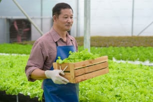 Un granjero mayor feliz que trabaja en una granja de invernadero hidropónico, alimentos limpios y un concepto de alimentación saludable