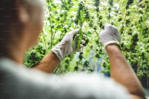 cientista verificando em plantas de cânhamo de cannabis orgânica em uma estufa de ervas daninhas. Conceito de ervas de legalização para medicina alternativa com óleo CBD, indústria comercial de negócios de medicina farmacêutica