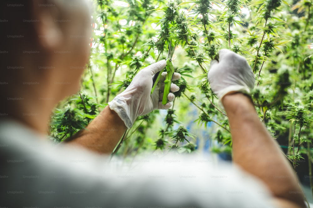 Scienziato che controlla le piante di canapa di cannabis biologica in una serra di erba. Concetto di legalizzazione a base di erbe per la medicina alternativa con olio di CBD, settore commerciale della medicina farmaceutica